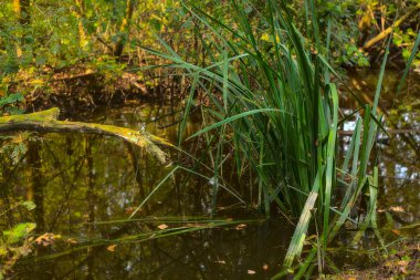 Sonbaharda bir su deresinde bir sandık ve sazlıklar
