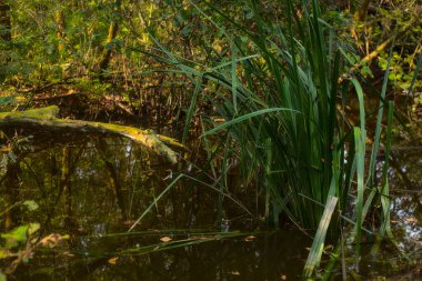 Sonbaharda bir su deresinde bir sandık ve sazlıklar