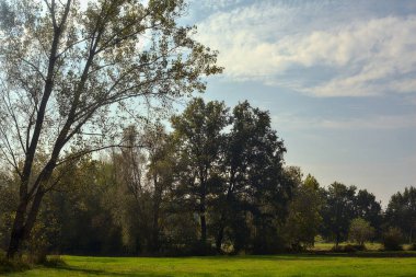 Sonbaharda arka planda ağaçlarla dolu bir parkta.