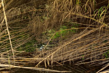 Sonbaharda parktaki bir su deresinde kırbaç.
