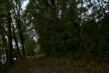 Sonbaharda bulutlu bir günde gün batımında bir gölün kıyısında yol.