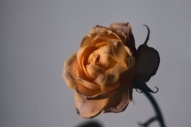 Beyaz arkaplanda turuncu minyatür gül