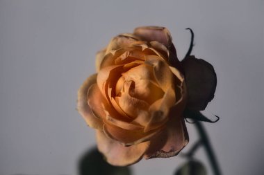 Beyaz arkaplanda turuncu minyatür gül