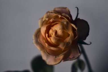 Beyaz arkaplanda turuncu minyatür gül