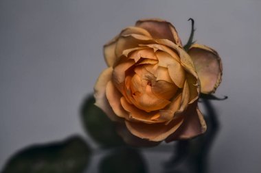 Beyaz arkaplanda turuncu minyatür gül