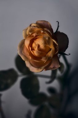 Beyaz arkaplanda turuncu minyatür gül