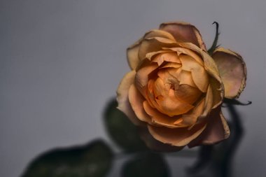 Beyaz arkaplanda turuncu minyatür gül