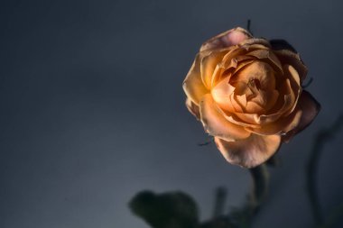 Beyaz arkaplanda turuncu minyatür gül