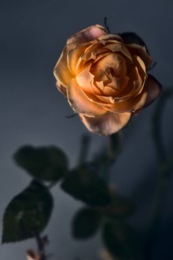 Beyaz arkaplanda turuncu minyatür gül