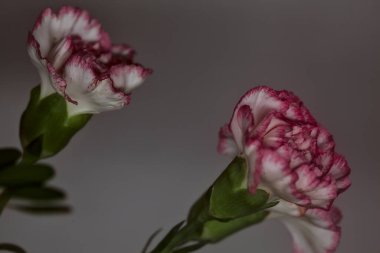 Beyaz arka planda beyaz ve pembe karanfil