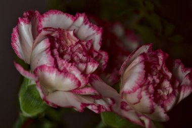 Beyaz arka planda beyaz ve pembe karanfil