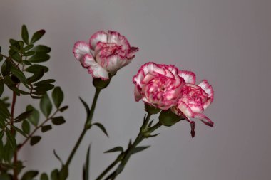 Beyaz arka planda beyaz ve pembe karanfil