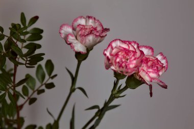 Beyaz arka planda beyaz ve pembe karanfil