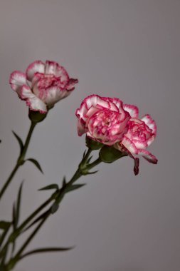 Beyaz arka planda beyaz ve pembe karanfil