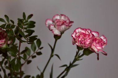 Beyaz arka planda beyaz ve pembe karanfil