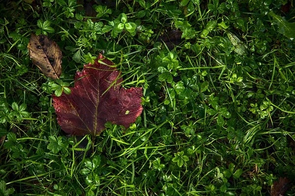 Düşmüş Solmuş Akçaağaç Yaprağı Çimlerin Üzerinde — Stok fotoğraf