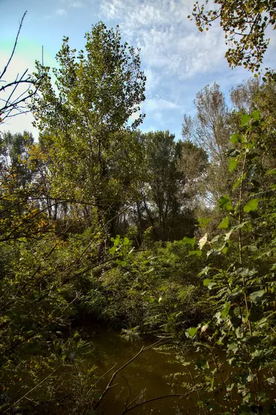 Sonbaharda bir parkta su akıntısı