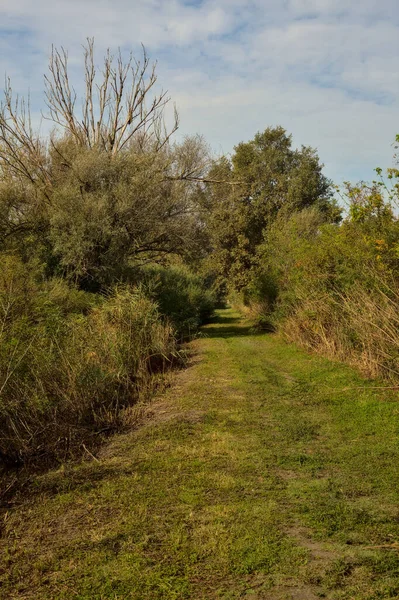 Yol çimlerle kaplı ve sonbaharda sabahları turba bataklığında ağaçlarla çevrili.