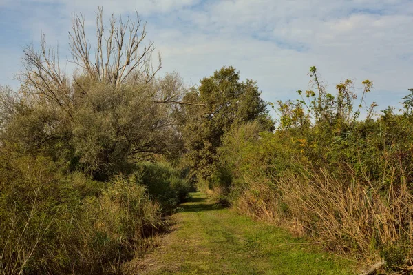 Yol çimlerle kaplı ve sonbaharda sabahları turba bataklığında ağaçlarla çevrili.