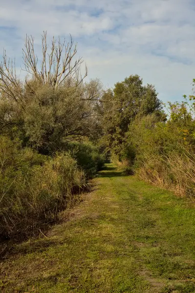 Yol çimlerle kaplı ve sonbaharda sabahları turba bataklığında ağaçlarla çevrili.