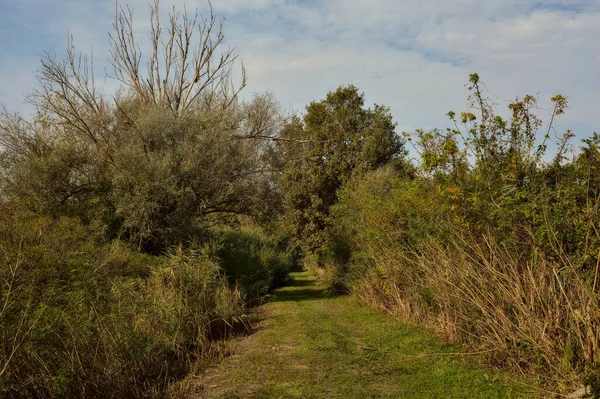Yol çimlerle kaplı ve sonbaharda sabahları turba bataklığında ağaçlarla çevrili.