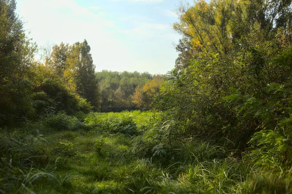 Sonbaharda sabah bir parkta açık alan