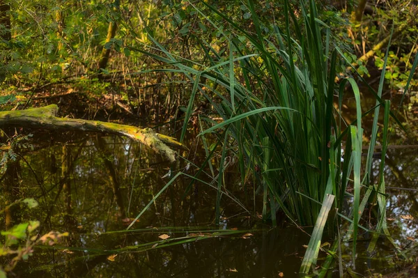 Sonbaharda bir su deresinde bir sandık ve sazlıklar