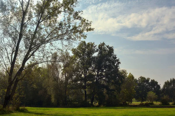 Sonbaharda arka planda ağaçlarla dolu bir parkta.