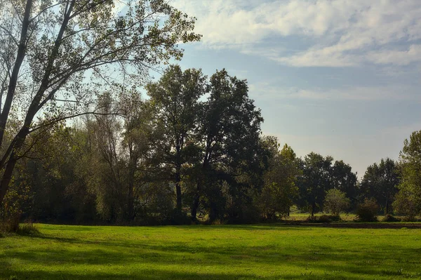 Sonbaharda arka planda ağaçlarla dolu bir parkta.