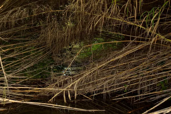 Sonbaharda parktaki bir su deresinde kırbaç.