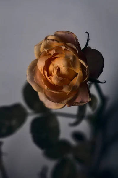 Rose Miniature Orange Sur Fond Blanc — Photo
