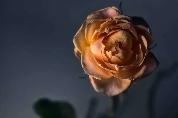 Πορτοκαλί Μικροσκοπικό Τριαντάφυλλο Λευκό Φόντο — Φωτογραφία Αρχείου