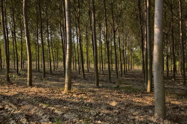 Plantación Abedules Otoño Mediodía — Foto de Stock