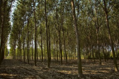 Sonbaharda öğle vakti huş ağacı fidanlığı