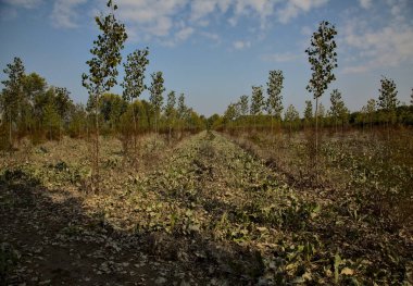 Sonbaharda öğle vakti huş ağacı fidanlığı