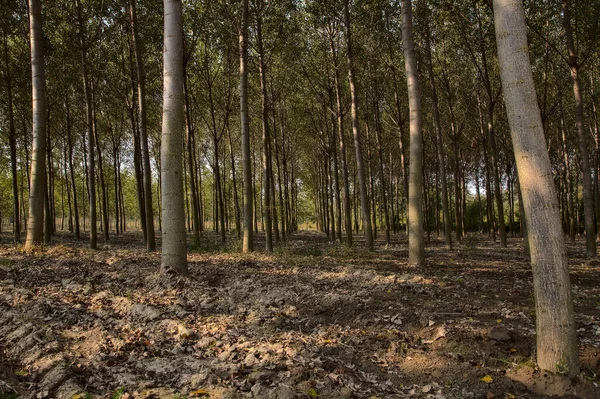 Birch trees plantation in autumn at noon