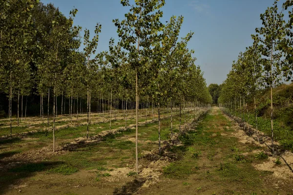 Plantación Abedules Otoño Mediodía —  Fotos de Stock