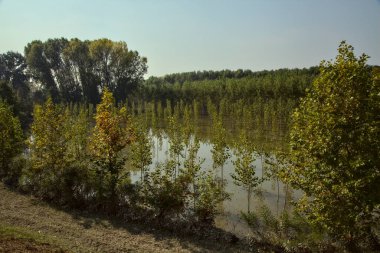 Sel basmış huş ağaçları sonbaharda öğlen vakti fidanlıkta olur.