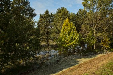 Sel basmış huş ağaçları sonbaharda öğlen vakti fidanlıkta olur.