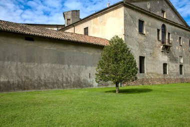 Sonbaharın açık bir gününde arka planda gri bir duvar olan opem boşluğunda bir ağaç