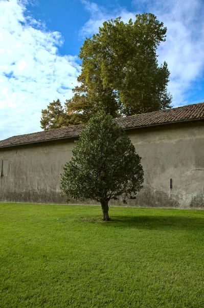 Ein Baum Einem Offenen Raum Mit Einer Grauen Wand Als — Stockfoto