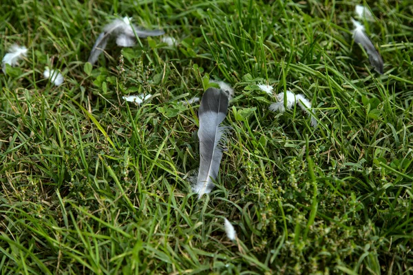 Taubenfedern Auf Dem Gras — Stockfoto