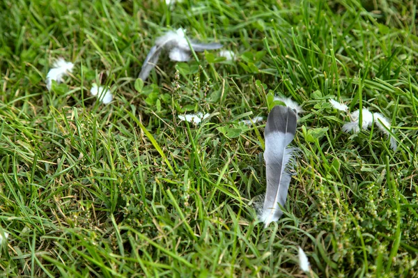 草の上のピジョンの羽 — ストック写真