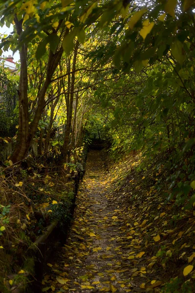 Шлях Тіні Гаю Восени Жовтим Листям Всій Землі — стокове фото
