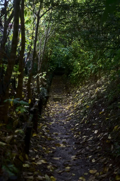 Caminho Sombra Bosque Outono Com Folhas Amarelas Por Todo Chão — Fotografia de Stock