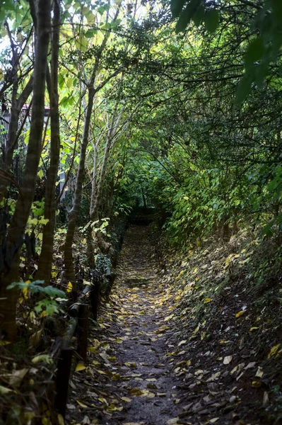 Ścieżka Cieniu Gaju Jesienią Żółtymi Liśćmi Całej Ziemi — Zdjęcie stockowe
