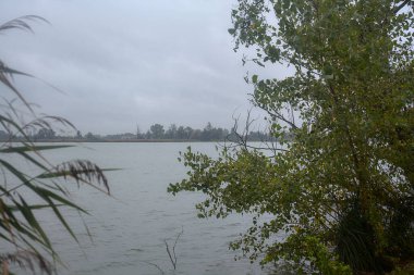 Sonbaharda hafif bir yağmur sırasında ağaçlar tarafından çerçevelenmiş bir nehir