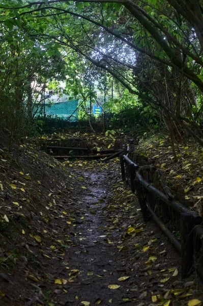 Sonbaharda Bir Koruluğun Gölgesinde Yol Her Yer Sarı Yapraklarla Kaplı — Stok fotoğraf