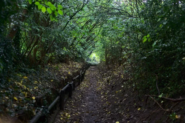 Caminho Sombra Bosque Outono Com Folhas Amarelas Por Todo Chão — Fotografia de Stock