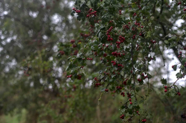 Červené Bobule Větvi Během Mírných Dešťových Srážek Podzim Pokryté Kapkami — Stock fotografie